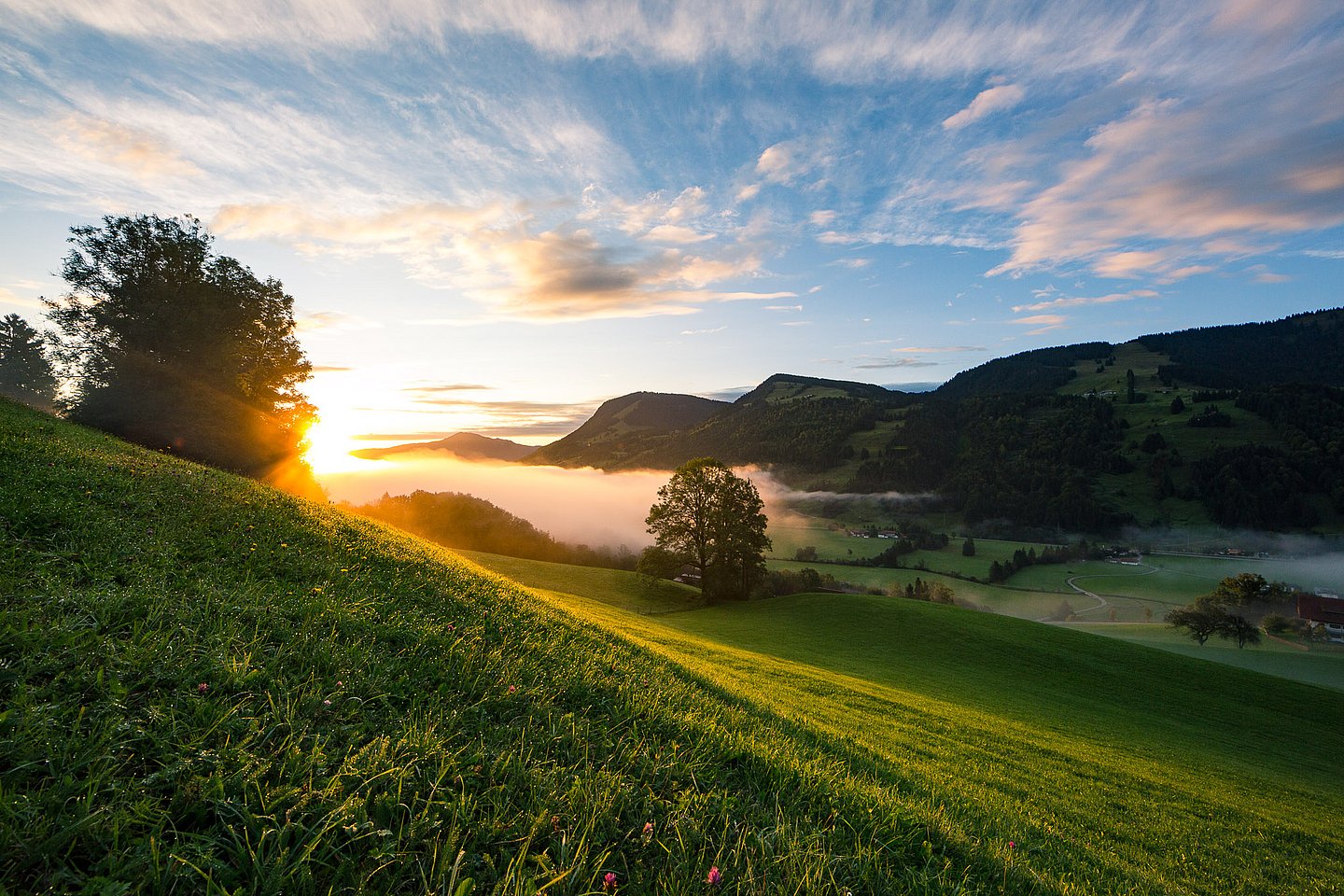 Über dem Alpsee steigt Nebel empor, Die Aufnahme zeigt grüne Wiesen und blauen Himmel