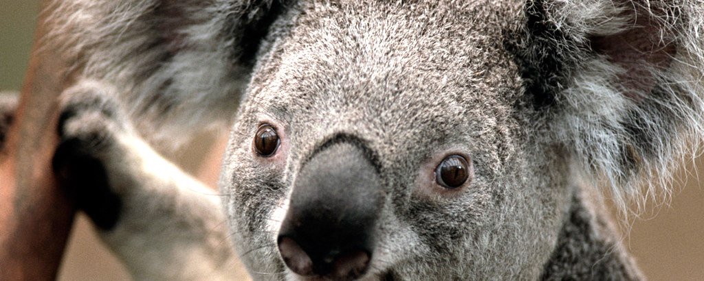 Koala